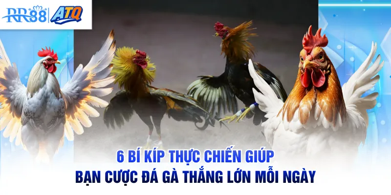 6 bí kíp thực chiến giúp bạn cược đá gà thắng lớn mỗi ngày