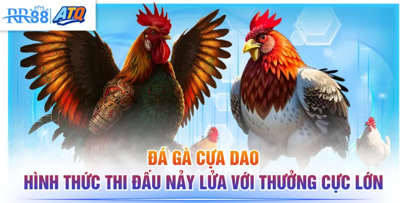 Đá gà cựa dao