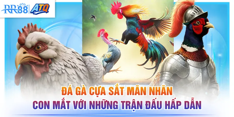 Đá gà cựa sắt