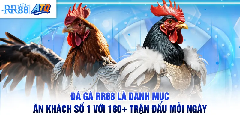 Đá gà RR88 là danh mục ăn khách số 1 với 180+ trận đấu mỗi ngày