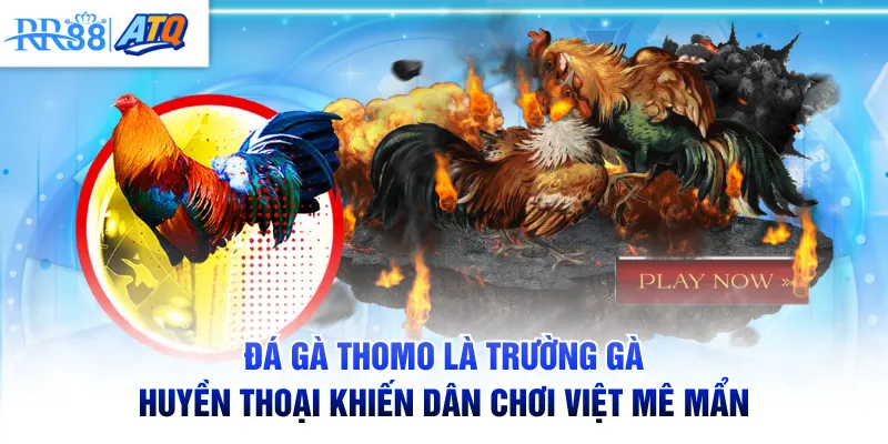 Đá gà Thomo là trường gà huyền thoại khiến dân chơi Việt mê mẩn