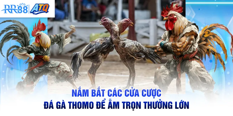 Nắm bắt các cửa cược đá gà Thomo để ẵm trọn thưởng lớn
